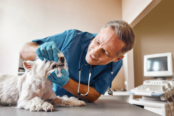 Best Weekend Emergency Dentist in Brass Castle, NJ